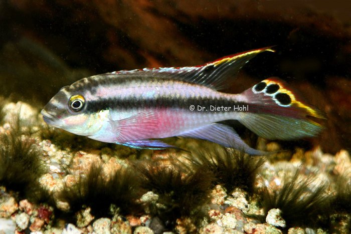 Pelvicachromis pulcher, Männchen