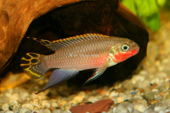 Pelvicachromis taeniatus „Nigeria rot”