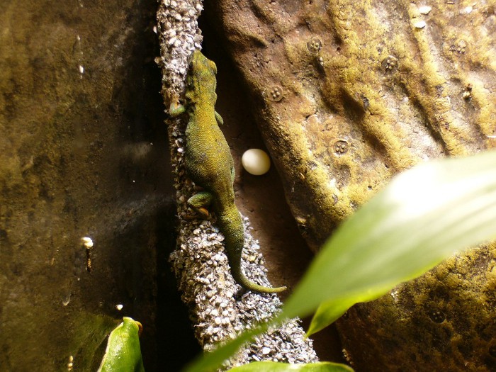 Lygodactylus willamsi, Weibchen