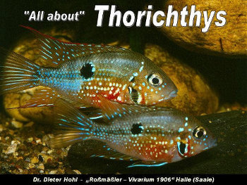‘All about‘ Thorichthys
