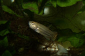 Betta prima, maulbrütendes Männchen