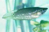 Ctenops nobilis