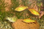 Puntius semifasciolatus