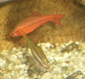 Puntius tittaya
